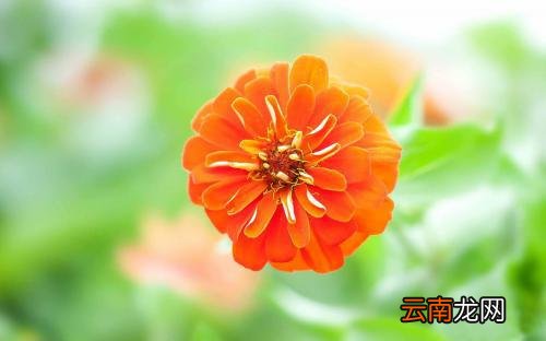 父爱的句子唯美简短