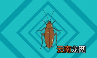 家庭灭蟑螂最好方法 家庭灭蟑螂好方法介绍