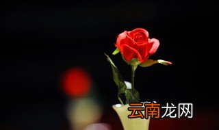 单身狗沙雕的文案句子 适合单身狗的沙雕句子