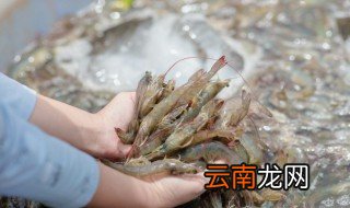 对虾适合什么地方养植 什么环境适合养虾