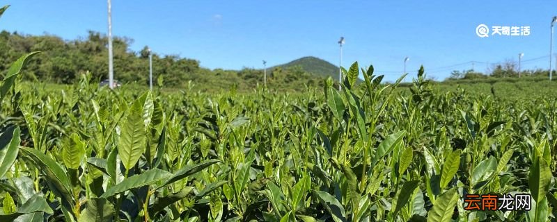 茶是碱性食物还是酸性食物 茶是碱性食物吗