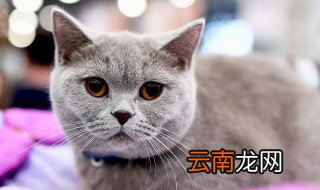 猫咪生毛技巧 如何给猫咪生毛