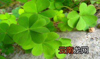 四叶草的唯美花语 四叶草的唯美花语是什么