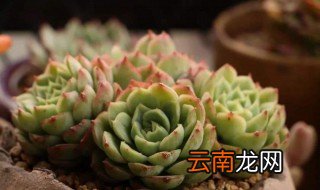 夏必死的多肉名单 分别都有什么