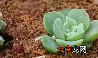 多肉矿泉水瓶扦插法 多肉矿泉水瓶扦插法介绍