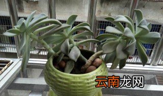 多肉长太高歪倒怎么办 怎么把它矫正过来