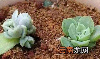 多肉植物的扦插方法 多肉植物的扦插方法是什么