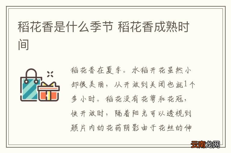 稻花香是什么季节 稻花香成熟时间