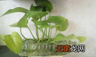 废品变成宝怎么做简单作品 废品变成宝如何做简单作品