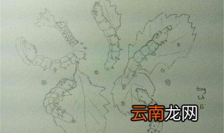 蚕宝宝长什么样 蚕宝宝介绍