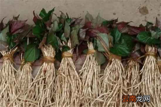 宝宝扁桃体发炎怎么治 宝宝扁桃体发炎治疗法