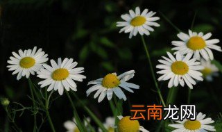 小白花的制作方法 如何制作小白花