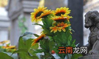 向日葵什么季节适合播种 向日葵什么季节适合播种种子