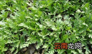菊花菜适合什么季节种植 菊花适合在什么季节种植?
