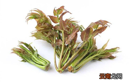 孕妇可以吃香椿吗 孕妇早期不能吃香椿