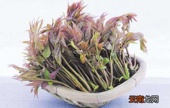 孕妇可以吃香椿吗 孕妇早期不能吃香椿