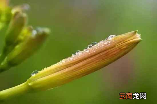 产后妈妈吃什么素食催乳 这10种你吃全了吗