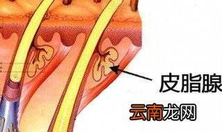 皮脂腺分泌旺盛怎么办 皮脂腺分泌旺盛解决方法