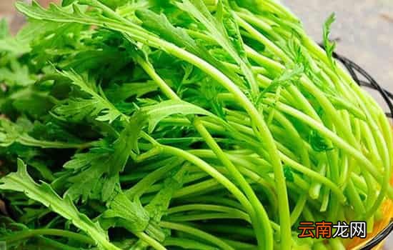 孕妇可以吃茼蒿吗 孕妇适量吃茼蒿能养胎