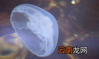 海蜇蛰了怎么办 海蜇蛰了的方法