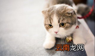为什么养猫就没有蟑螂 家里养猫没呀蟑螂的原因