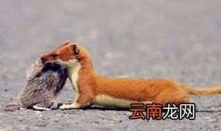 家里进黄鼠狼好不好 你知道吗