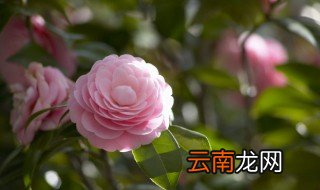 人间富贵花形容什么 人间富贵花的意思