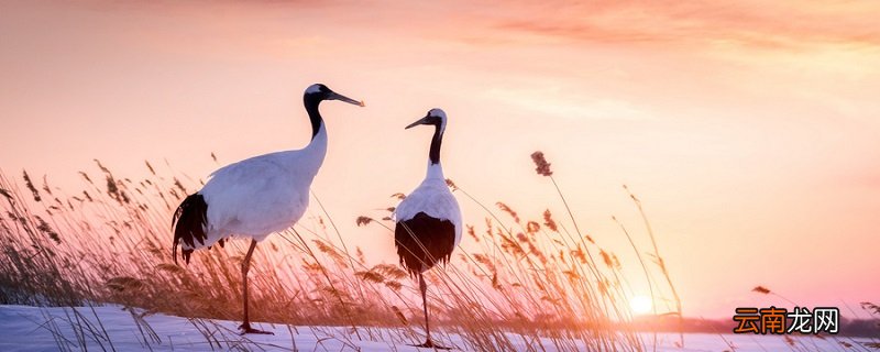 仙鹤的寓意和象征 仙鹤为什么是长寿的象征