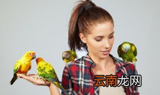 梦见鸟飞进家里 有什么寓意吗
