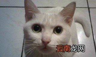 梦见猫是什么预兆 梦见猫的预兆介绍