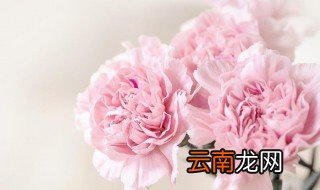 妈妈生日送什么花 妈妈生日适合送什么花