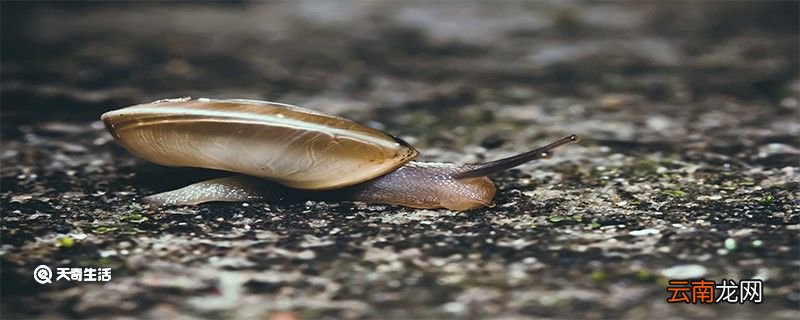 蜗牛会吸血吗 蜗牛的特点