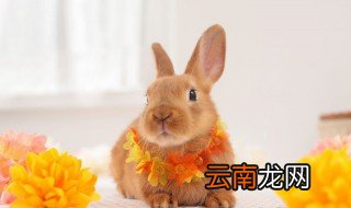 属兔的适合佩戴什么 兔本命年应该佩戴什么水晶