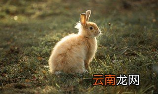 生肖兔本命年适合佩戴什么饰品