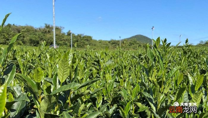生茶和熟茶的区别 生茶和熟茶的区别是什么