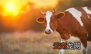 冬天牛羊养殖户注意事项 冬天牛羊养殖户注意事项视频