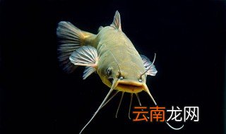 鲇鱼怎么读 鲇鱼长什么样子