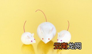 鼠汉字的演变过程 鼠汉字的演变过程有哪些