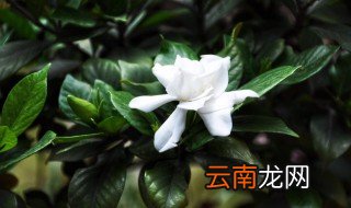 怎样促进开花 开花多的方法和注意事项
