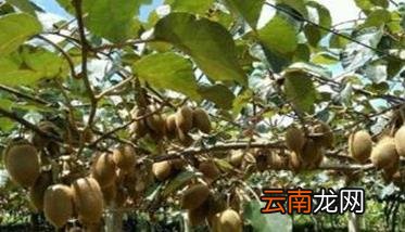猕猴桃溃疡病发病规律 猕猴桃溃疡病怎么防治
