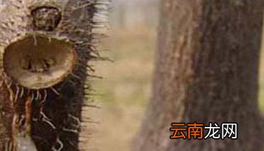 猕猴桃溃疡病发病规律 猕猴桃溃疡病怎么防治