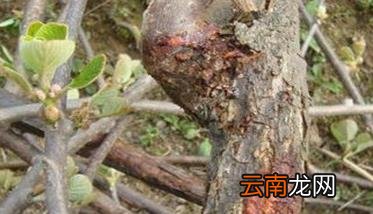 猕猴桃溃疡病发病规律 猕猴桃溃疡病怎么防治