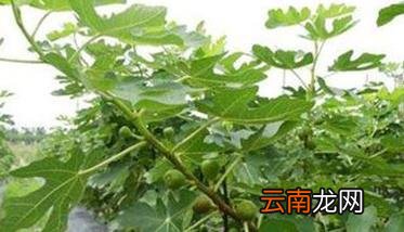 无花果的高产栽培技术要点 无花果的种植技术与栽培技术