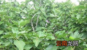 无花果的高产栽培技术要点 无花果的种植技术与栽培技术