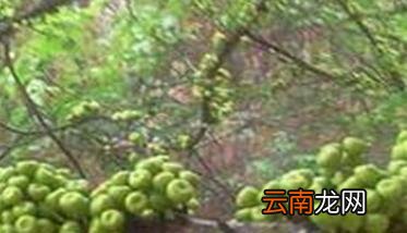 无花果的高产栽培技术要点 无花果的种植技术与栽培技术
