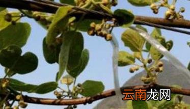 猕猴桃施肥方案和最佳时间 猕猴桃四佳施肥法