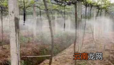 猕猴桃施肥方案和最佳时间 猕猴桃四佳施肥法