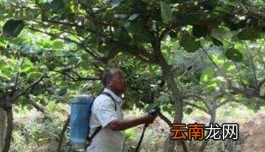 猕猴桃果锈严重怎么办 猕猴桃果锈去除方法