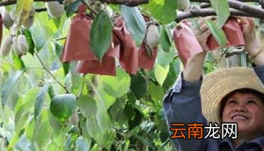 猕猴桃果锈严重怎么办 猕猴桃果锈去除方法