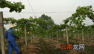 猕猴桃果锈严重怎么办 猕猴桃果锈去除方法